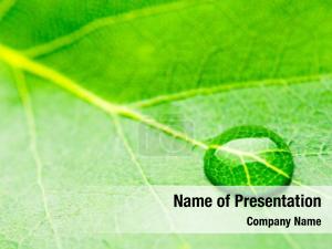 Fresh Dew On The Green Leaf PowerPoint Template