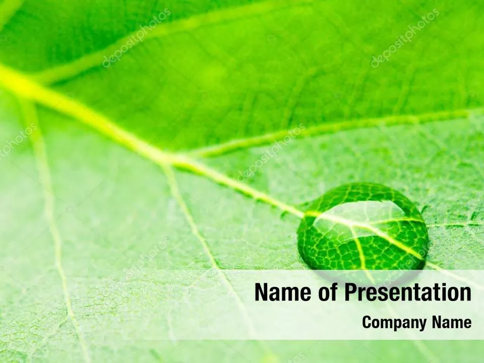 Fresh Dew On The Green Leaf