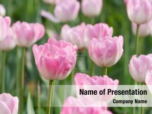 Light Pink Tulip