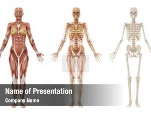 Female Body Anatomy
