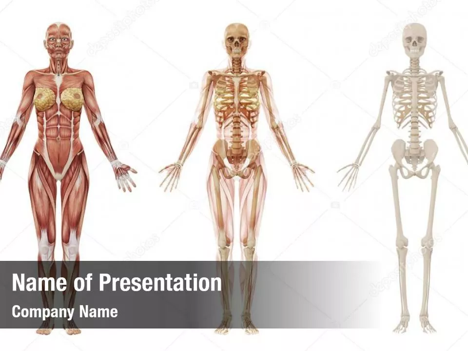 Female Body Anatomy