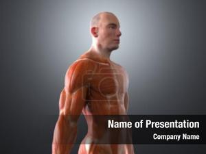 Muscles Of The Human Body
