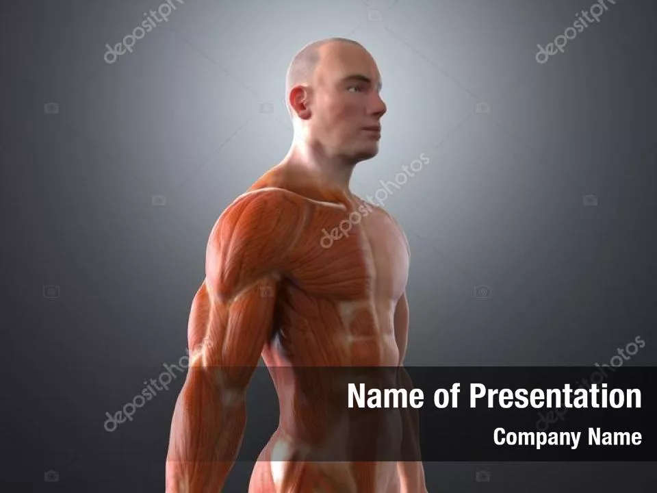 Muscles Of The Human Body