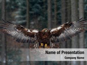 Bird Of Prey PowerPoint Template
