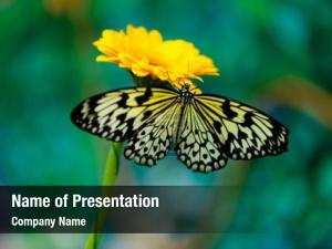 Butterfly PowerPoint Template