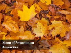 Yellow Brown Colored Leaves