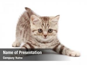 Kitten