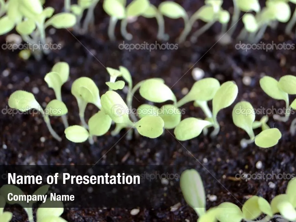 Young Shoot on Green Earth