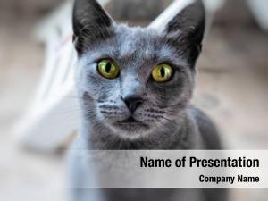 Blue Cat PowerPoint Template