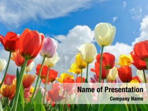 Colorful Tulips PowerPoint Template