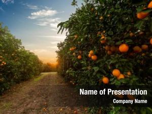 Plantation orange tree sunny day PowerPoint Template