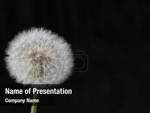 Dandelion Free PowerPoint Template