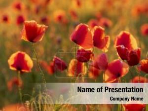 Poppies PowerPoint Template