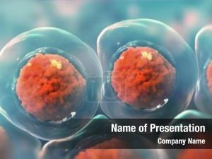 Stem Cells Division PowerPoint Template