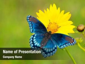 Admiral red spotted purple butterfly yellow PowerPoint Template