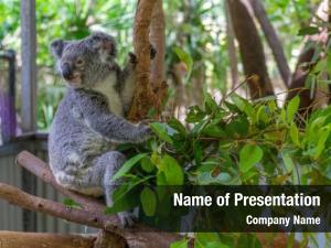 Wild Life of Australia