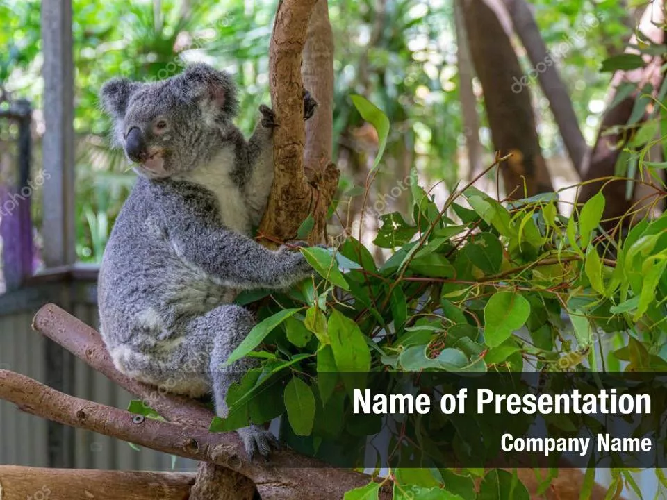 Wild Life of Australia