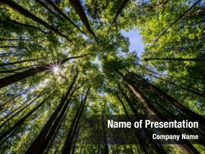 Trees in the Forest