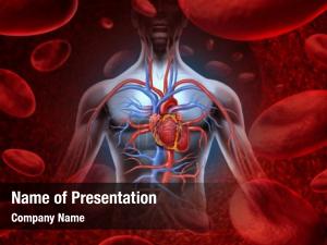 Circulation human heart cardiovascular system