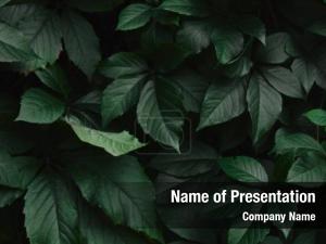 Leaves Background PowerPoint Template