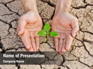 Tree hands holding growing cracked PowerPoint Template