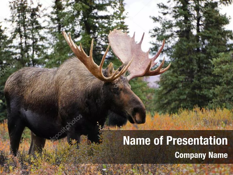 Alaska Elk
