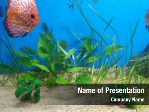 Aquarium Fish Species PowerPoint Template