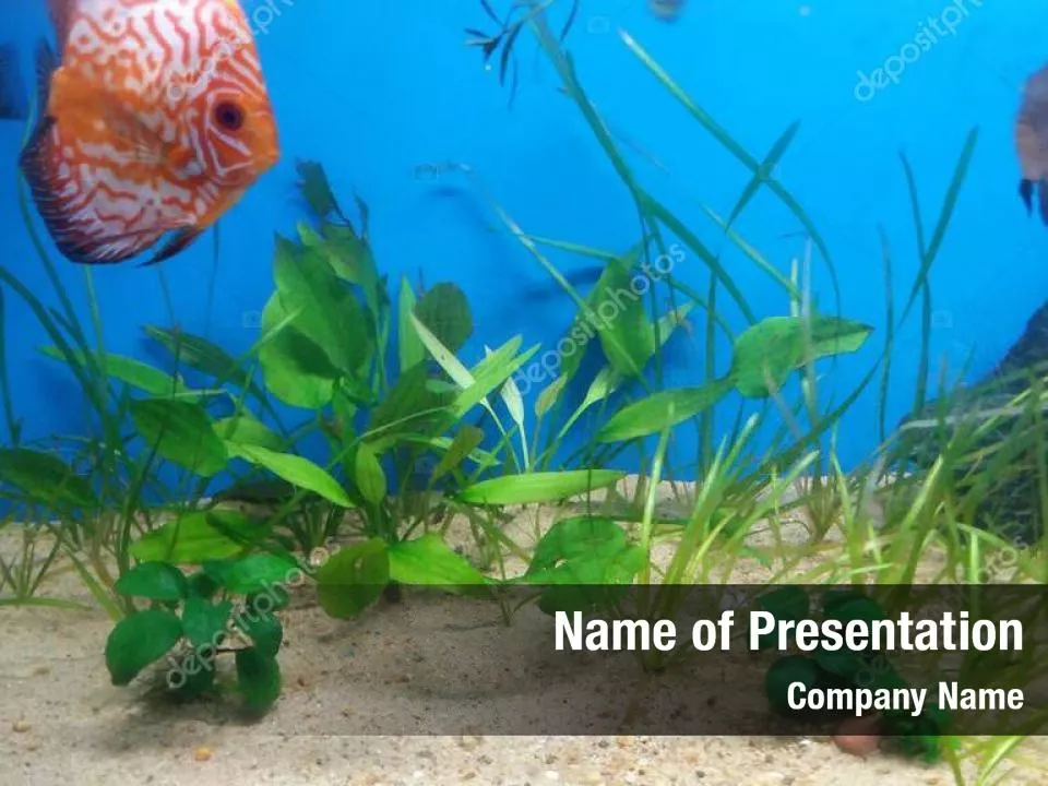 Aquarium Fish Species