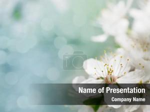 Spring PowerPoint Template