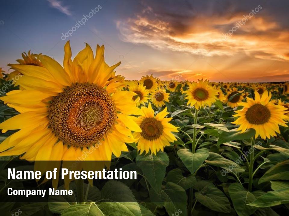 free-sunflower-template-invitations-online