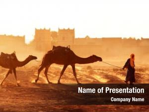 Horizontal  with caravan of camels in Sahara desert, Morocco