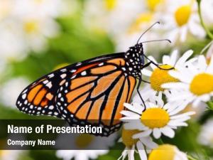 Colorful monarch butterfly sitting on chamomile flowers