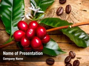  Red coffee beans and flower on a branch of coffee tree