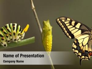 Transformation of common machaon butterfly emerging from cocoon 
