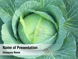 Cabbage head growing on the vegetable bed PowerPoint Template