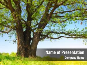 Spring meadow with big tree with fresh green leaves