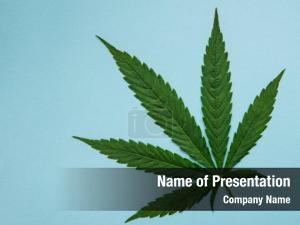 Green cannabis leaf on blue  PowerPoint Template