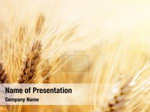 Wheat field- PowerPoint Template