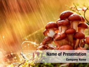 Armillaria Mushrooms of honey agaric In a Sunny forest in the ra PowerPoint Template