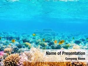 Beautifiul underwater panoramic view with tropical fish and cora PowerPoint Template