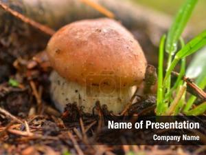  Mushroom picking 