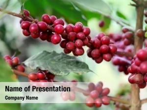 Coffee Plant- PowerPoint Template