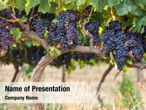  Shrub grapes before harvest PowerPoint Template