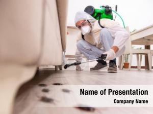 Pest control contractor working in the flat PowerPoint Template