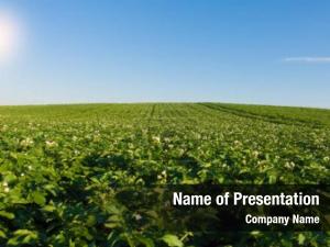 Potatoes field and sunny summer day PowerPoint Template