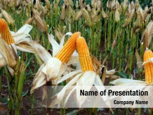 New Crop Of Maize PowerPoint Template