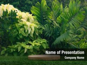 Jungle Showcase