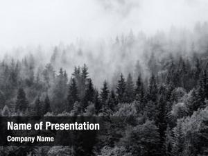 Misty forests of evergreen coniferous trees in an ethereal landscape with low laying mist or cloud clinging to the tops of the trees