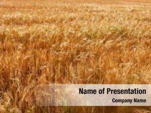 Wheat field-