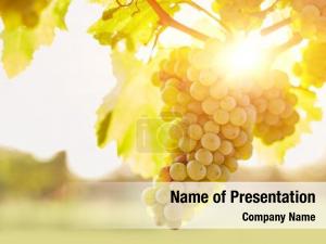 Grapevine- PowerPoint Template